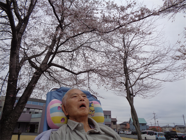 桜を見に行きました