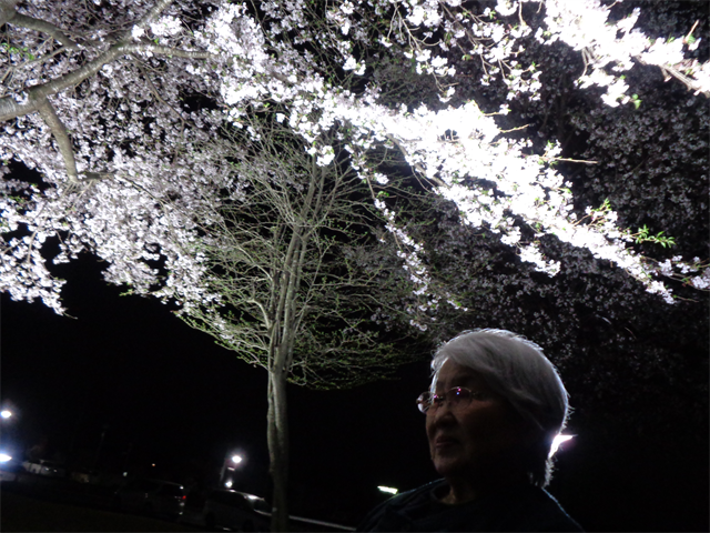 夜桜とってもキレイ