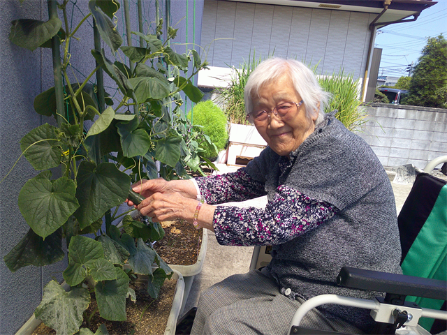 立派なキューリが