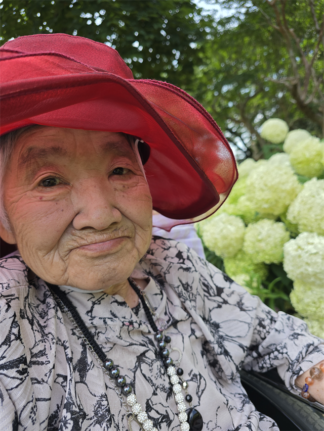 アジサイ アジサイ