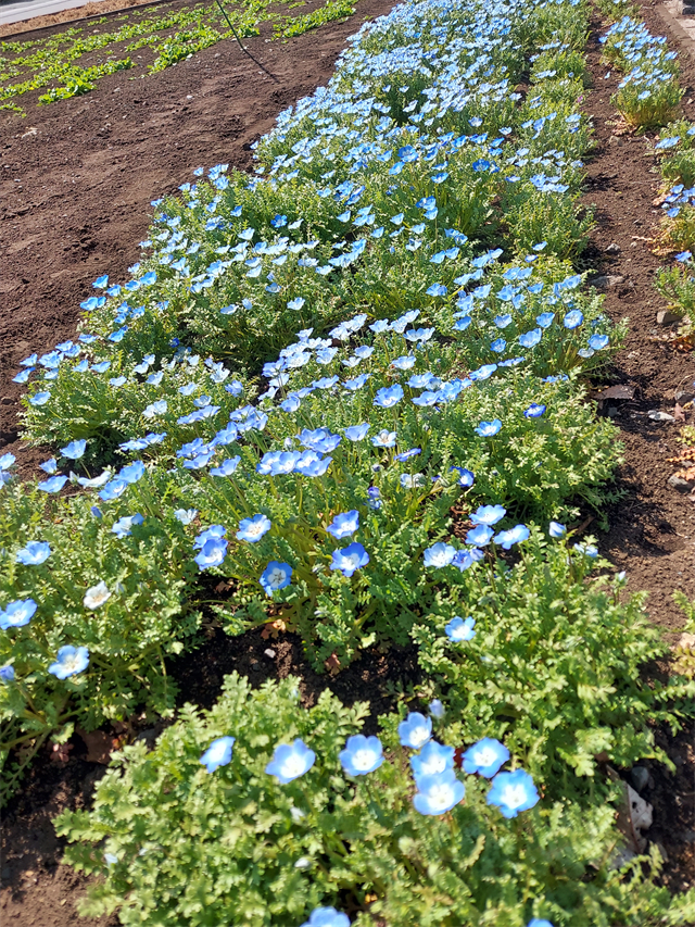 ネモフィラ ネモフィラ