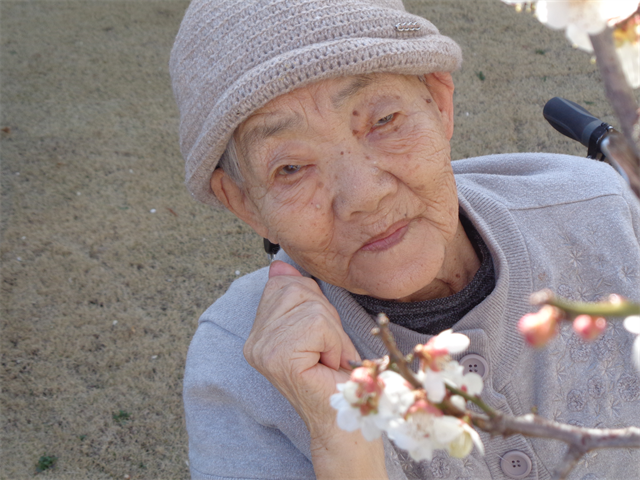 陽光と梅の花