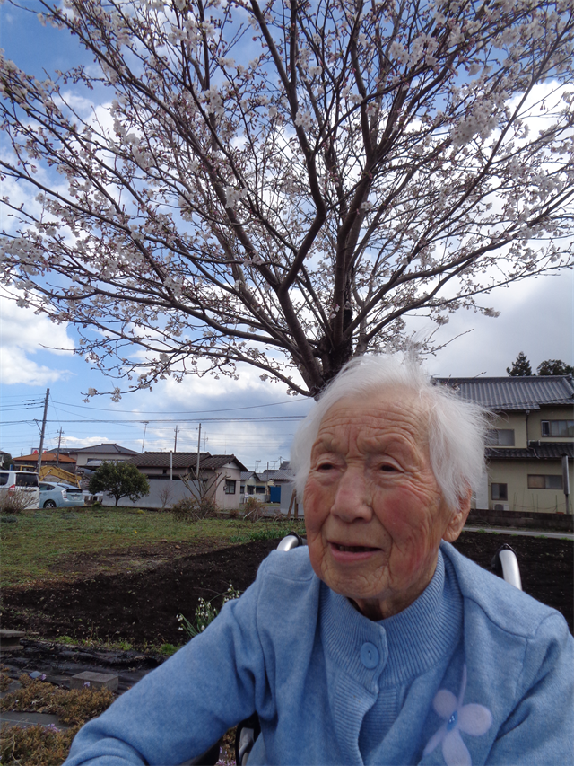 さくら鑑賞