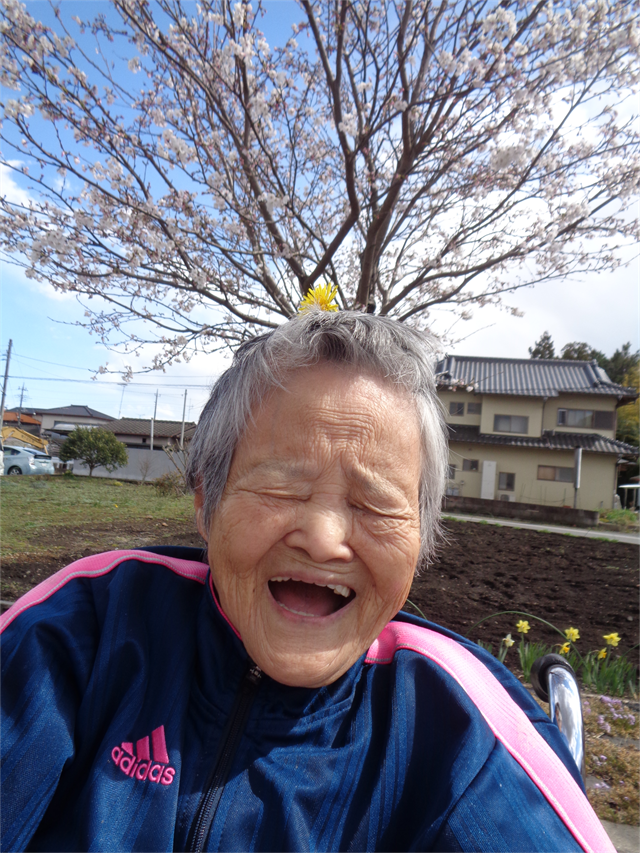 さくら鑑賞