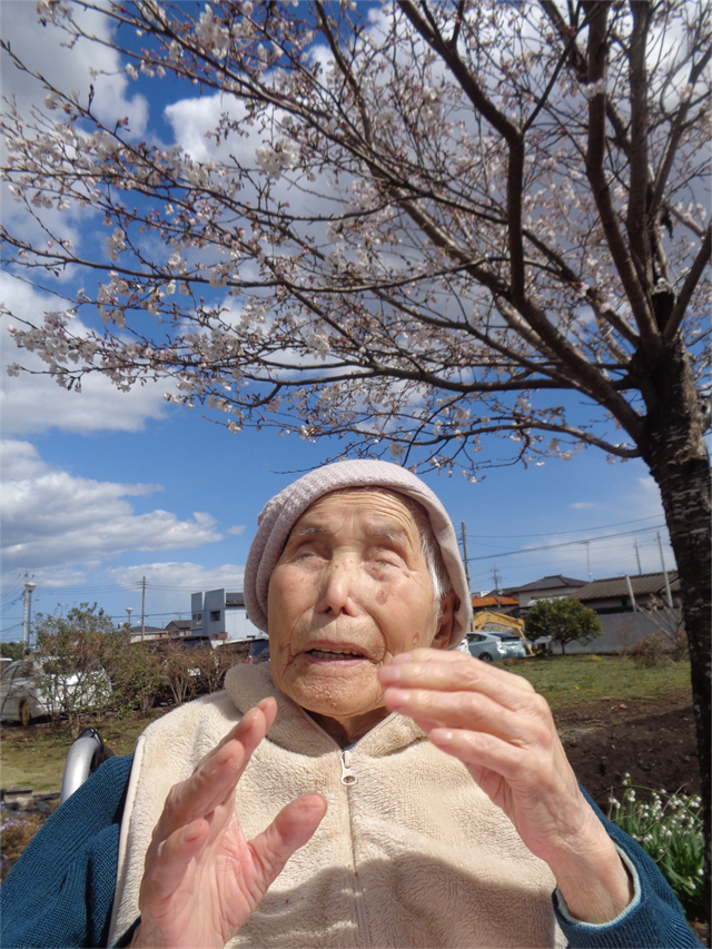 さくら鑑賞
