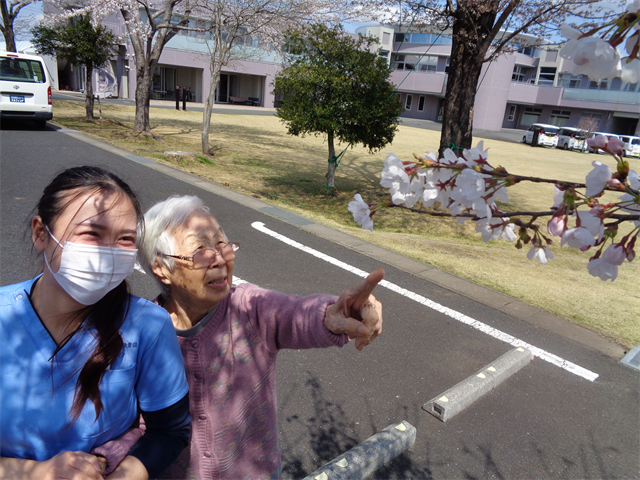 桜
