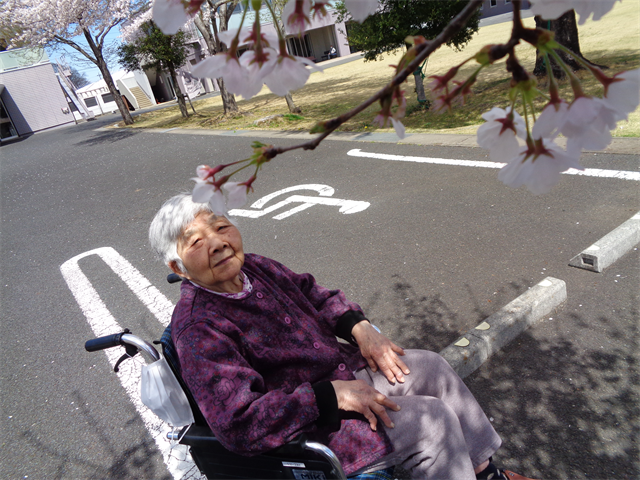 お花見