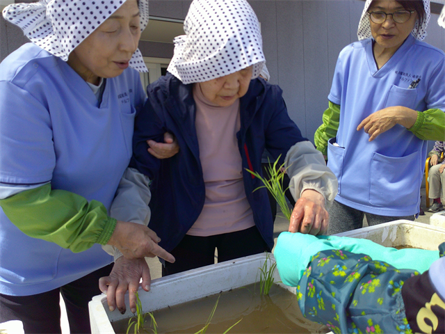 田植え