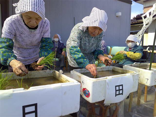 田植え