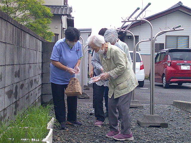 苗へ肥料