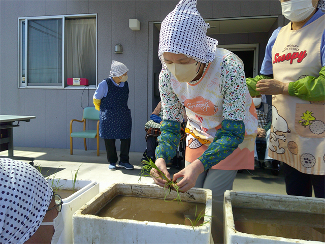 田植え