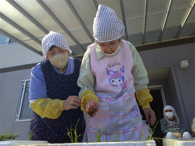 田植え
