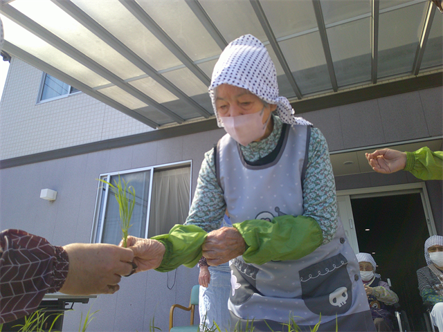 田植え