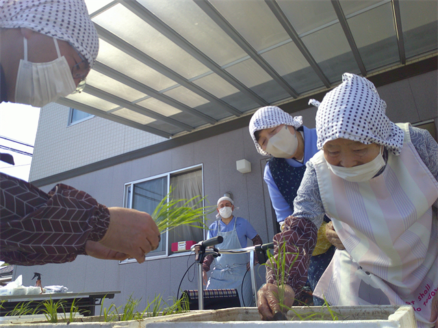 田植え