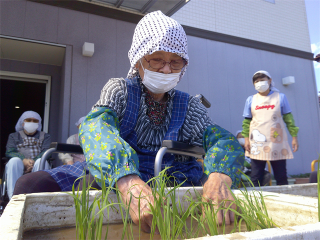 田植え