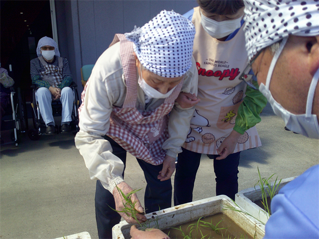田植え