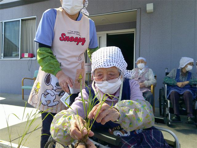 田植え