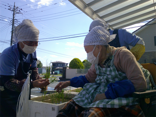田植え