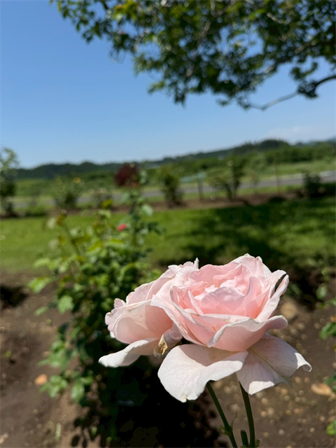 紫陽花