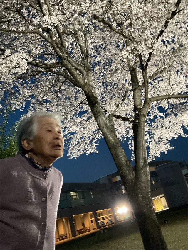 夜桜