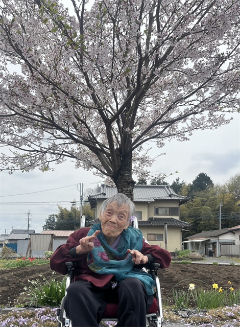 桜、満開