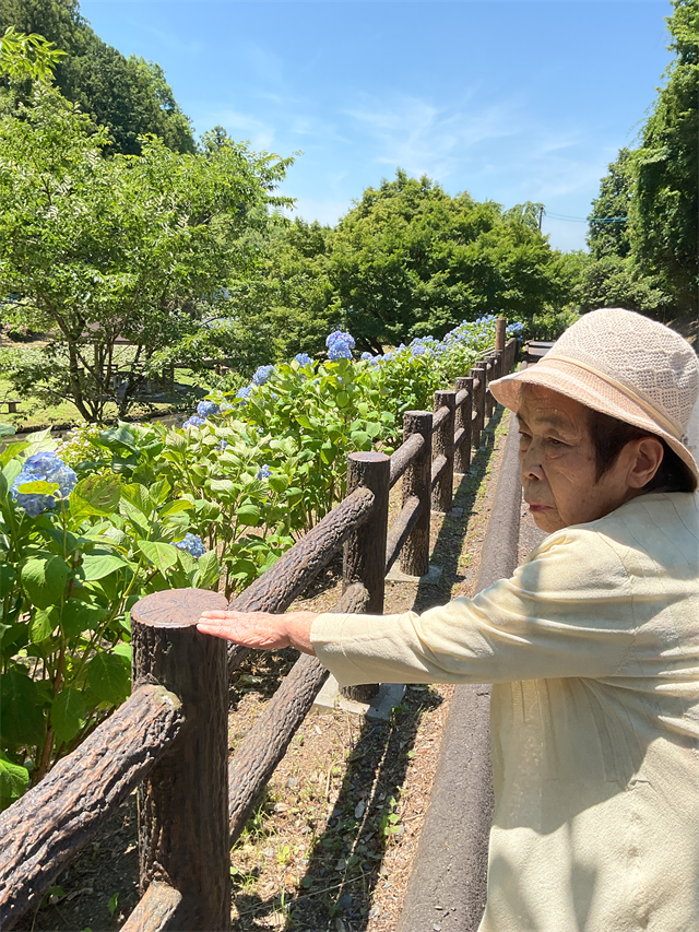 アジサイ