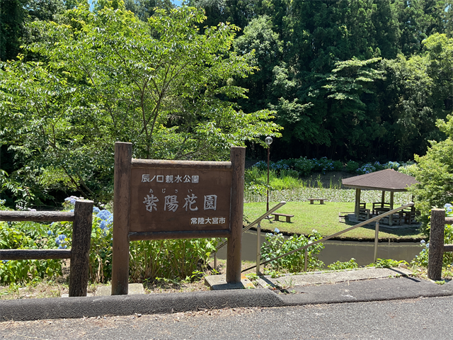 アジサイ