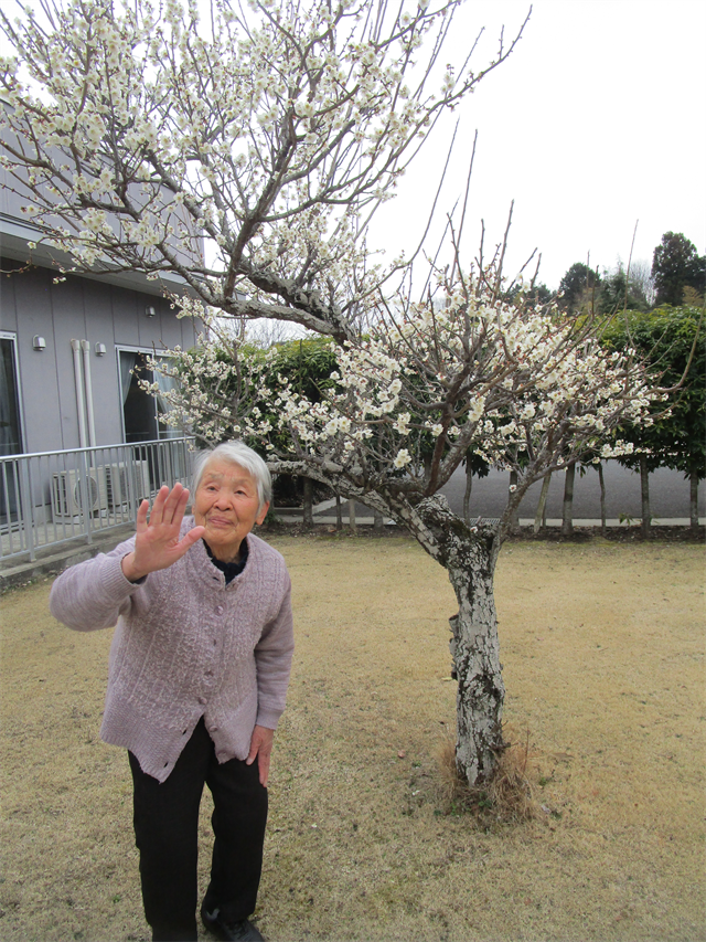 梅の花見