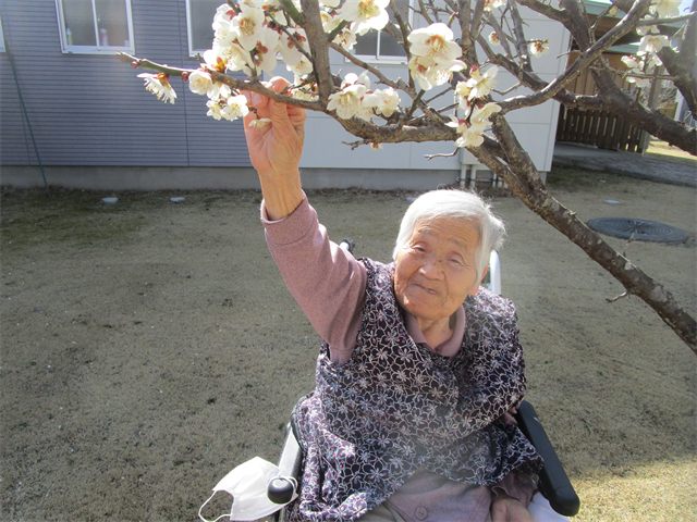陽光と梅の花