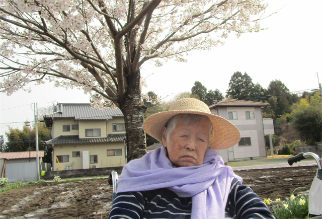 桜、満開