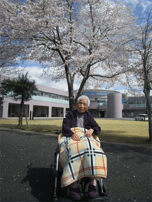 桜、満開