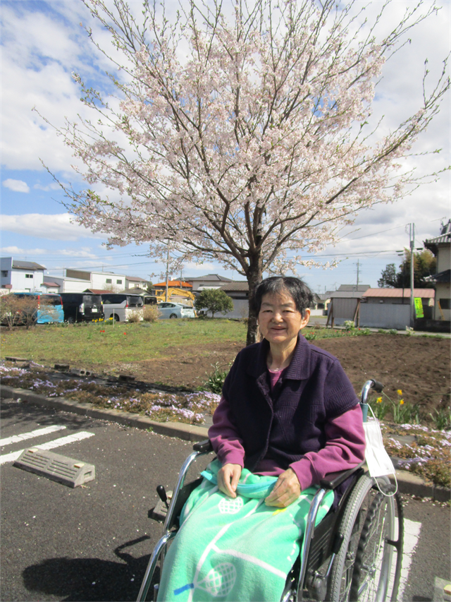 桜、満開