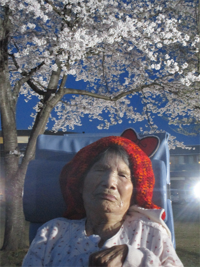 桜、満開