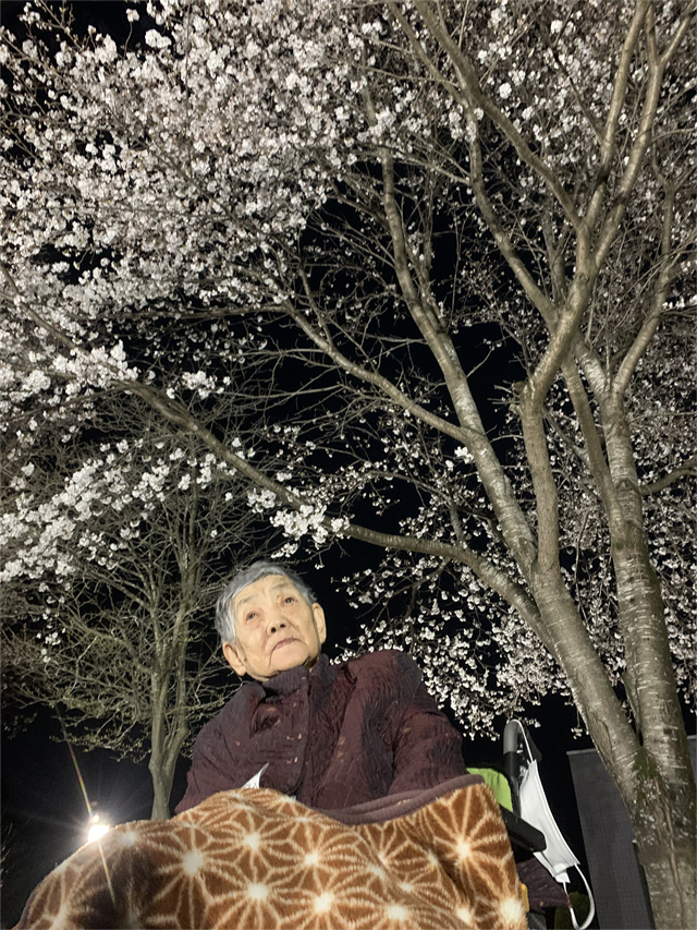 さくら鑑賞