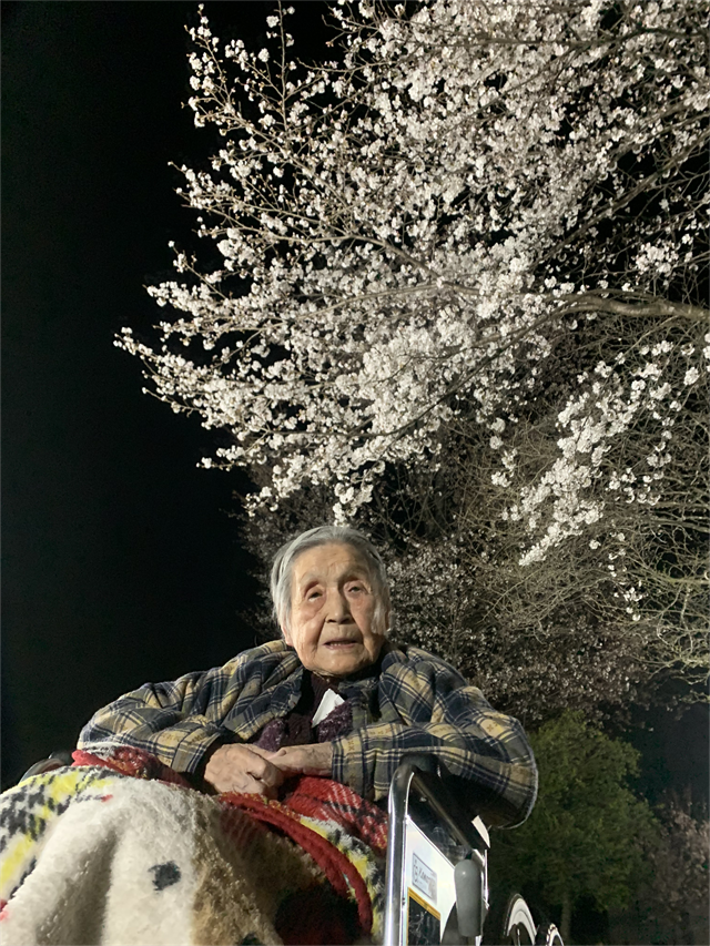 さくら鑑賞