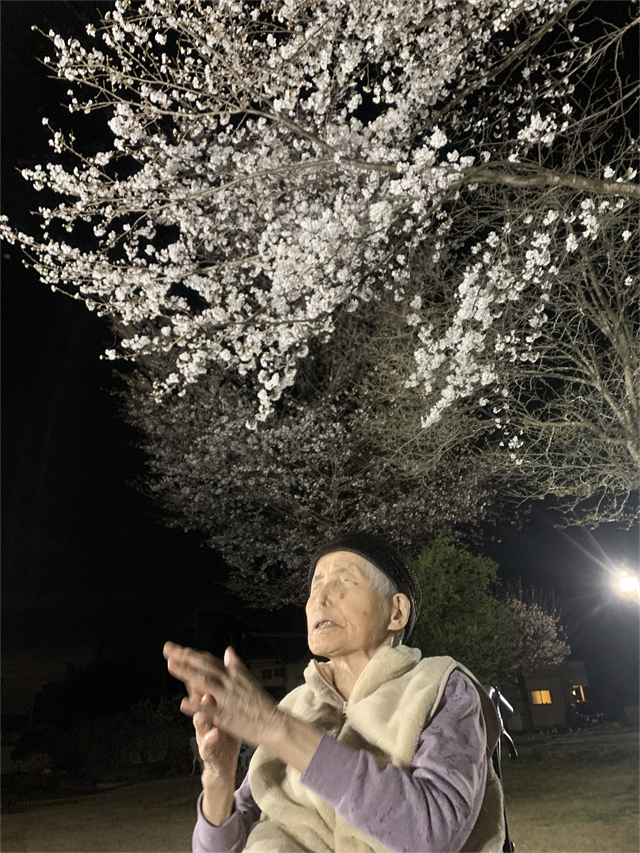 さくら鑑賞