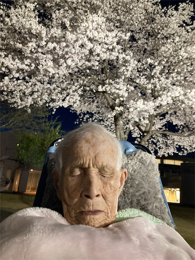 夜桜ライトアップ