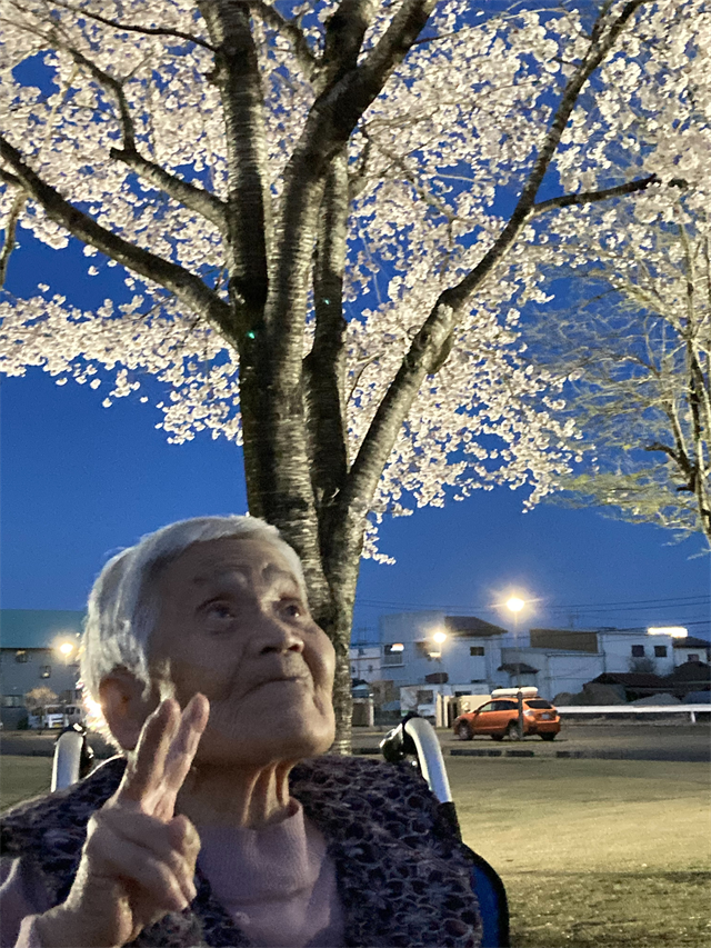 夜桜ライトアップ