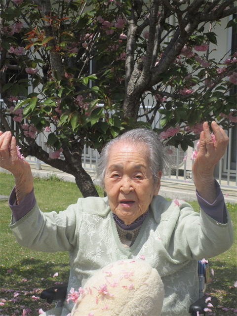 ぼたん桜