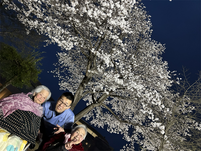 夜桜