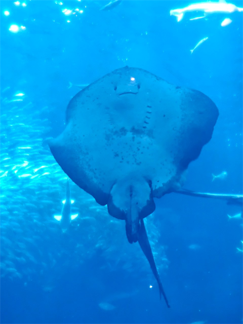 大洗水族館