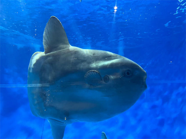 大洗水族館